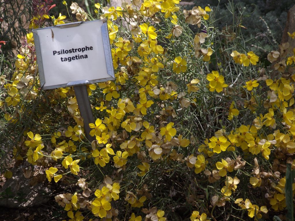 Silva Creek Botanical Garden