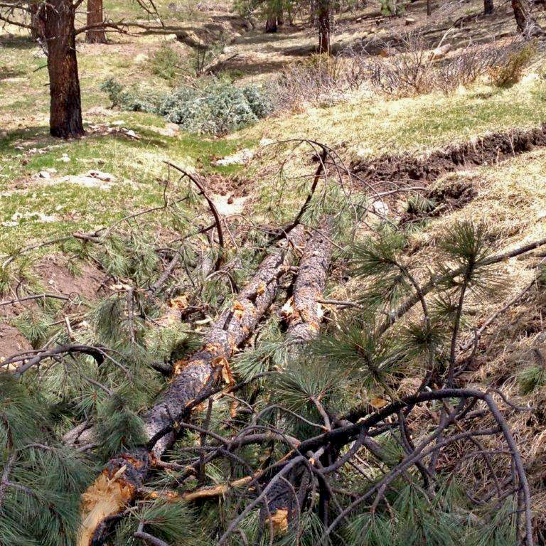 Several tree length gully plugs in this gully