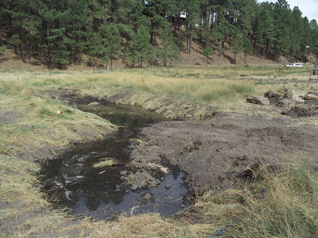 Bog Springs Restoration