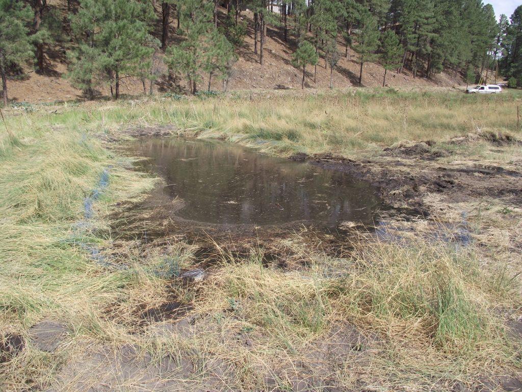 Bog Springs Restoration