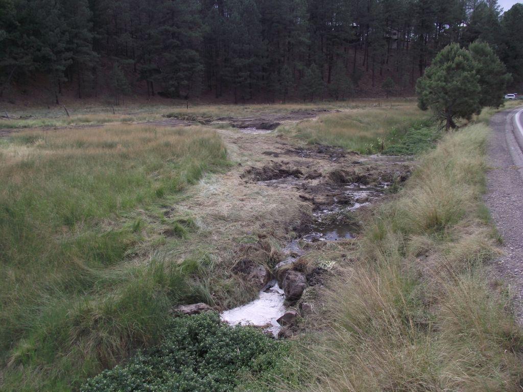 Bog Springs Restoration