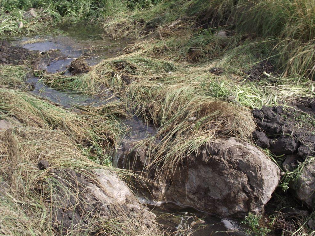 Bog Springs Restoration