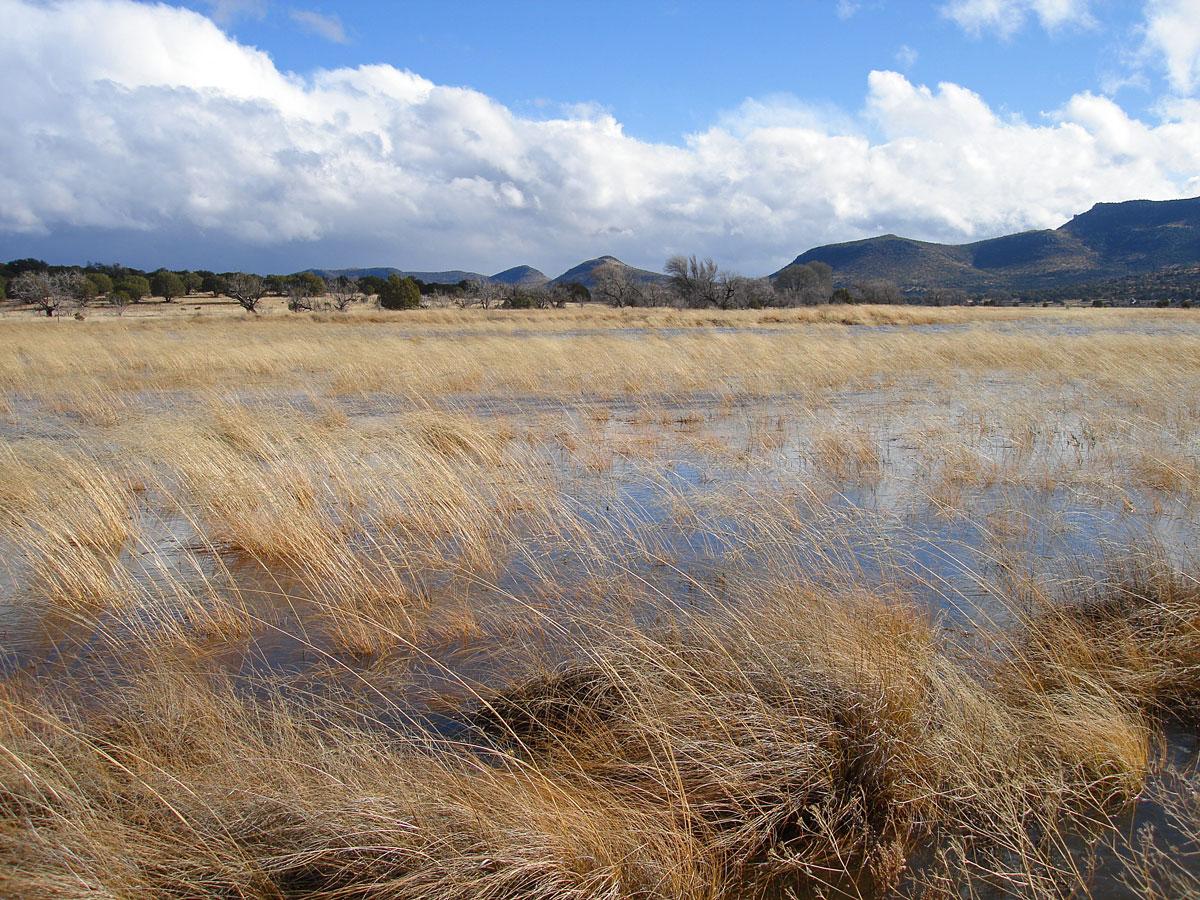 Cloverdale Cienega Restoration Project