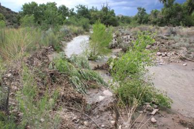 Willow survive 15,000 cfs flood on Mogollon Creek Willow survive 15,000 cfs flood on Mogollon Creek