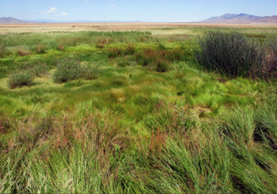 Ciénegas in New Mexico