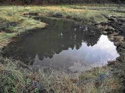 Bog Springs restoration project